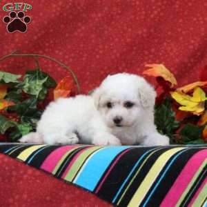Peacock, Maltipoo Puppy